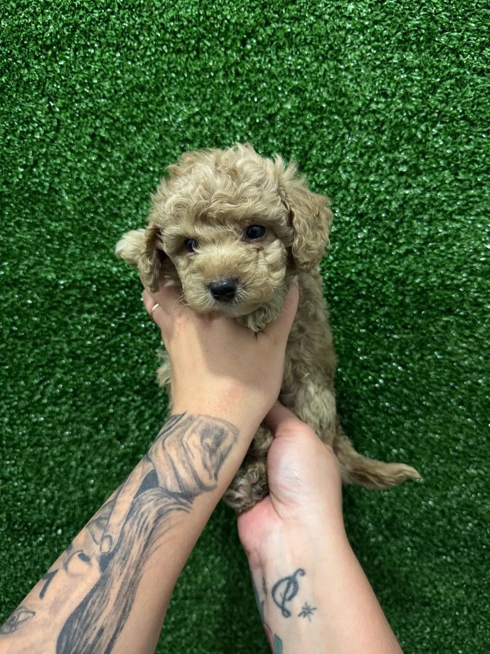 Poodle Toy Verdadeiro - Filhotes Pequenos e Inteligentes - Foto 4