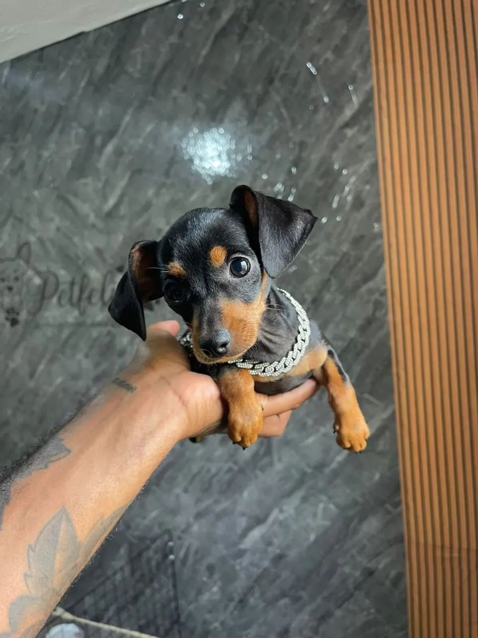 Pincher macho - Foto 2