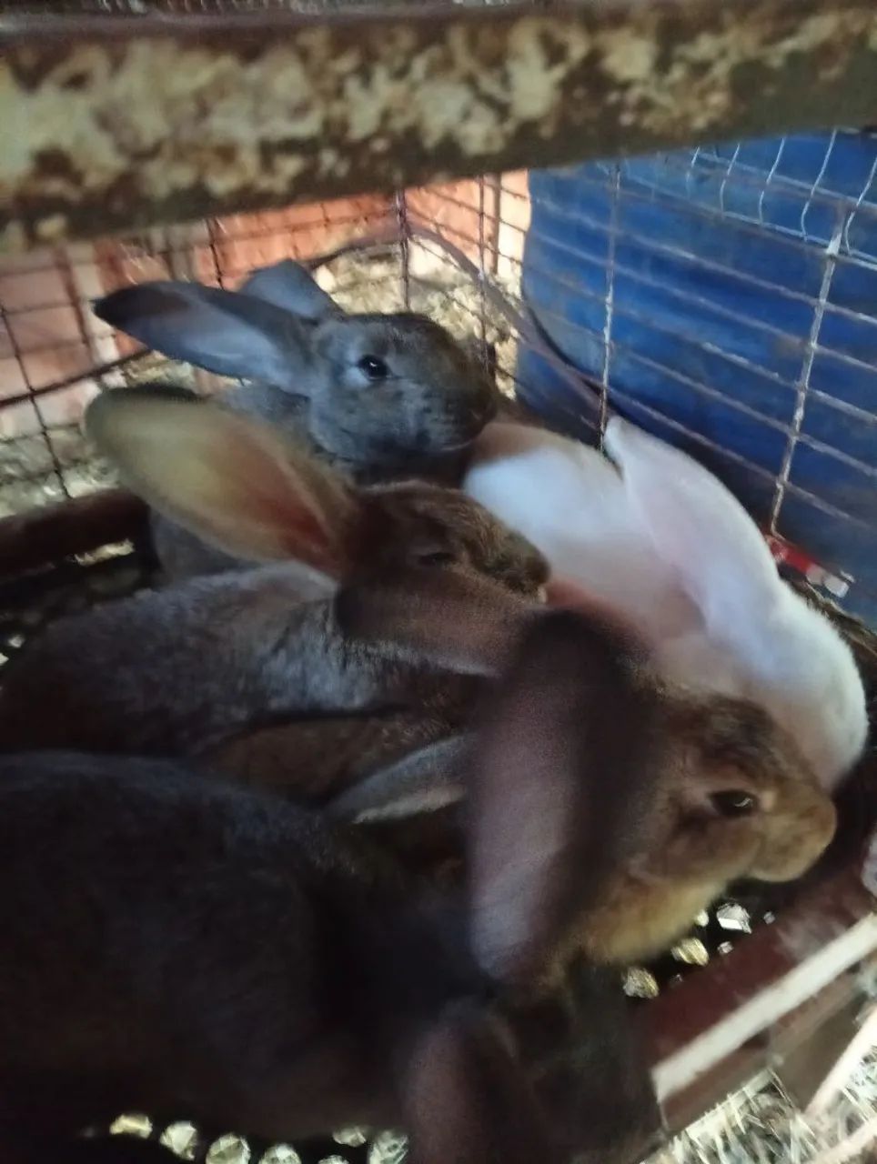 Rabbit