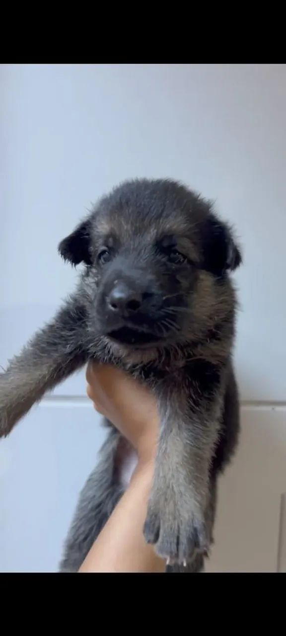 Cachorro  - Foto 3