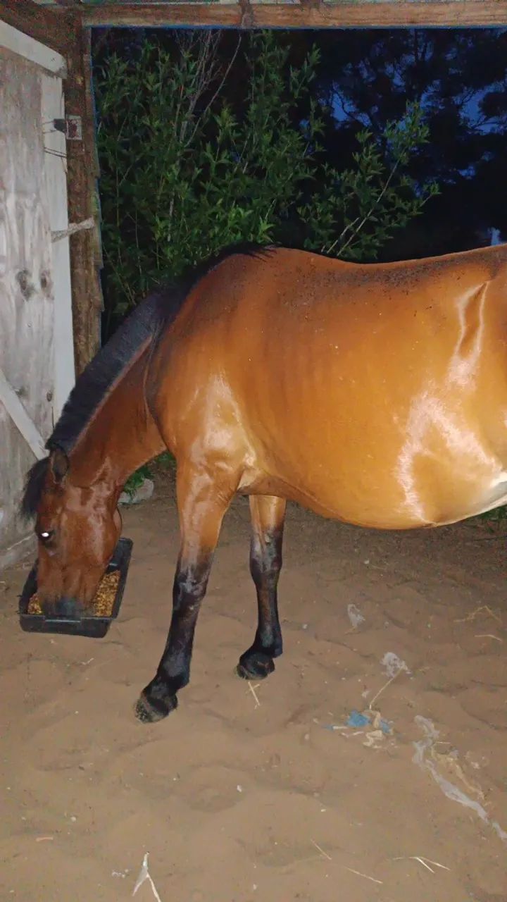 vendo cavalo manso - Foto 2