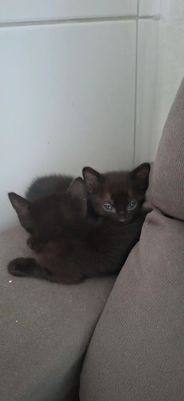 Adoção Responsável  - Foto 3