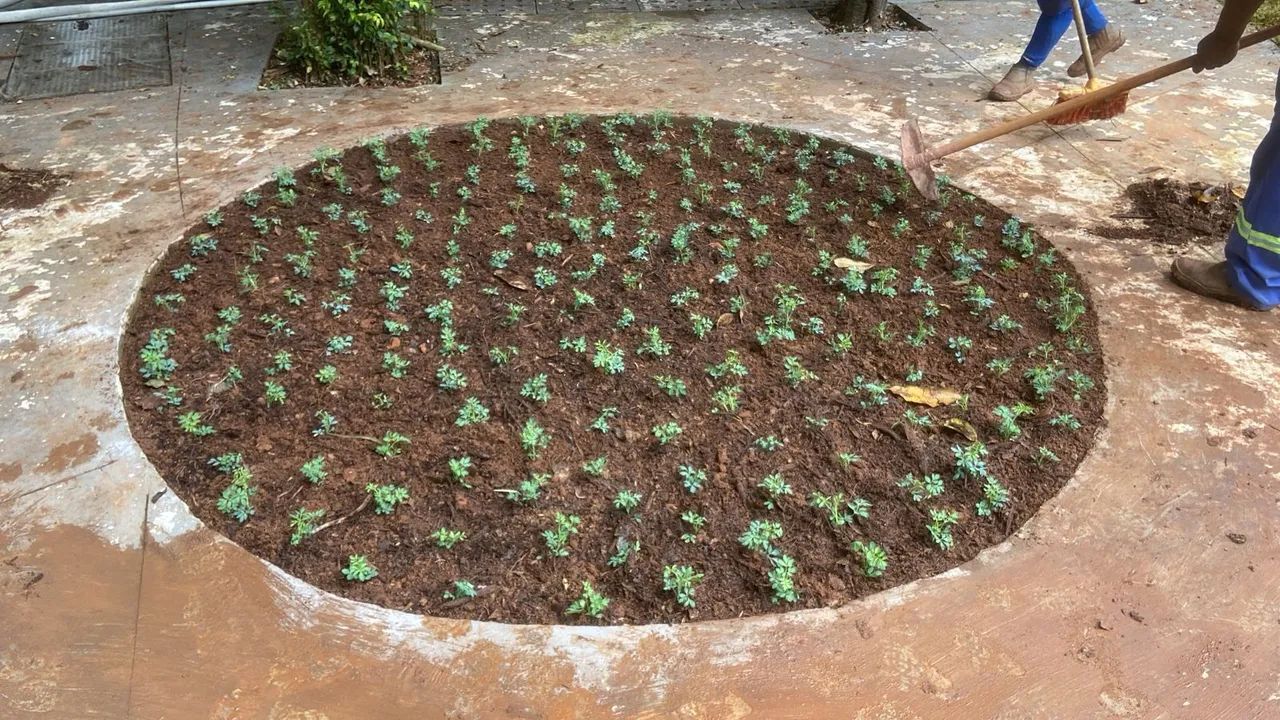 Jardineiro  - Foto 4