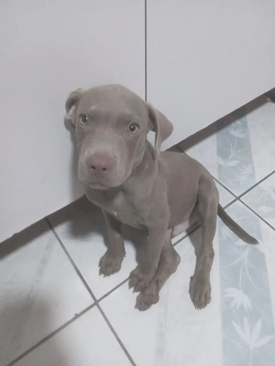 Pitbull 