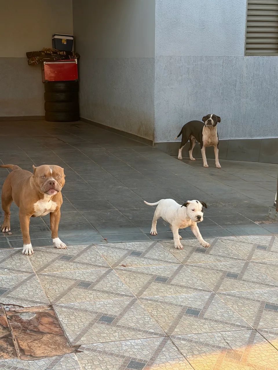 American bully  - Foto 3