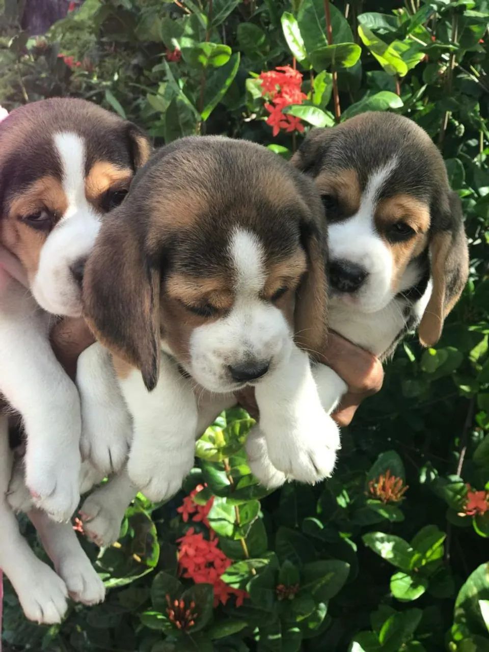 Beagle 13  filhotes disponíveis para venda 