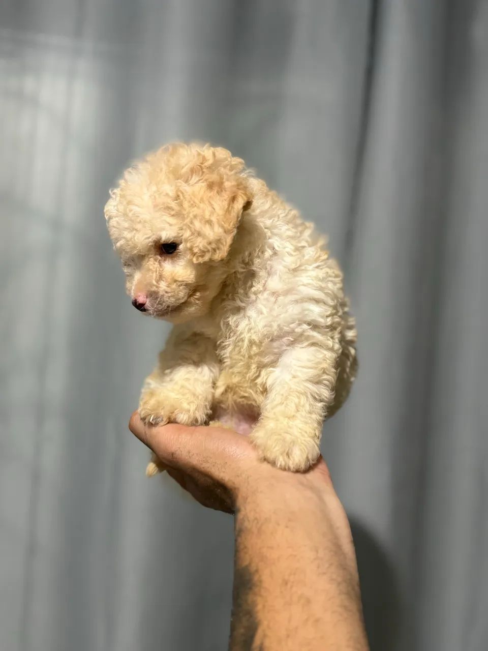 POODLE TOY MACHO  - Foto 4