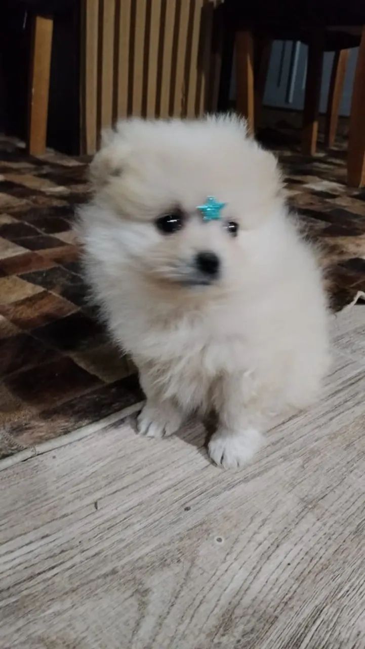 Spitz Alemão (Lulu da Pomerania)