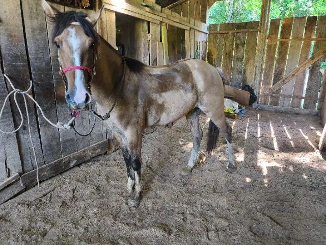 Cavalo crioulo  - Foto 6