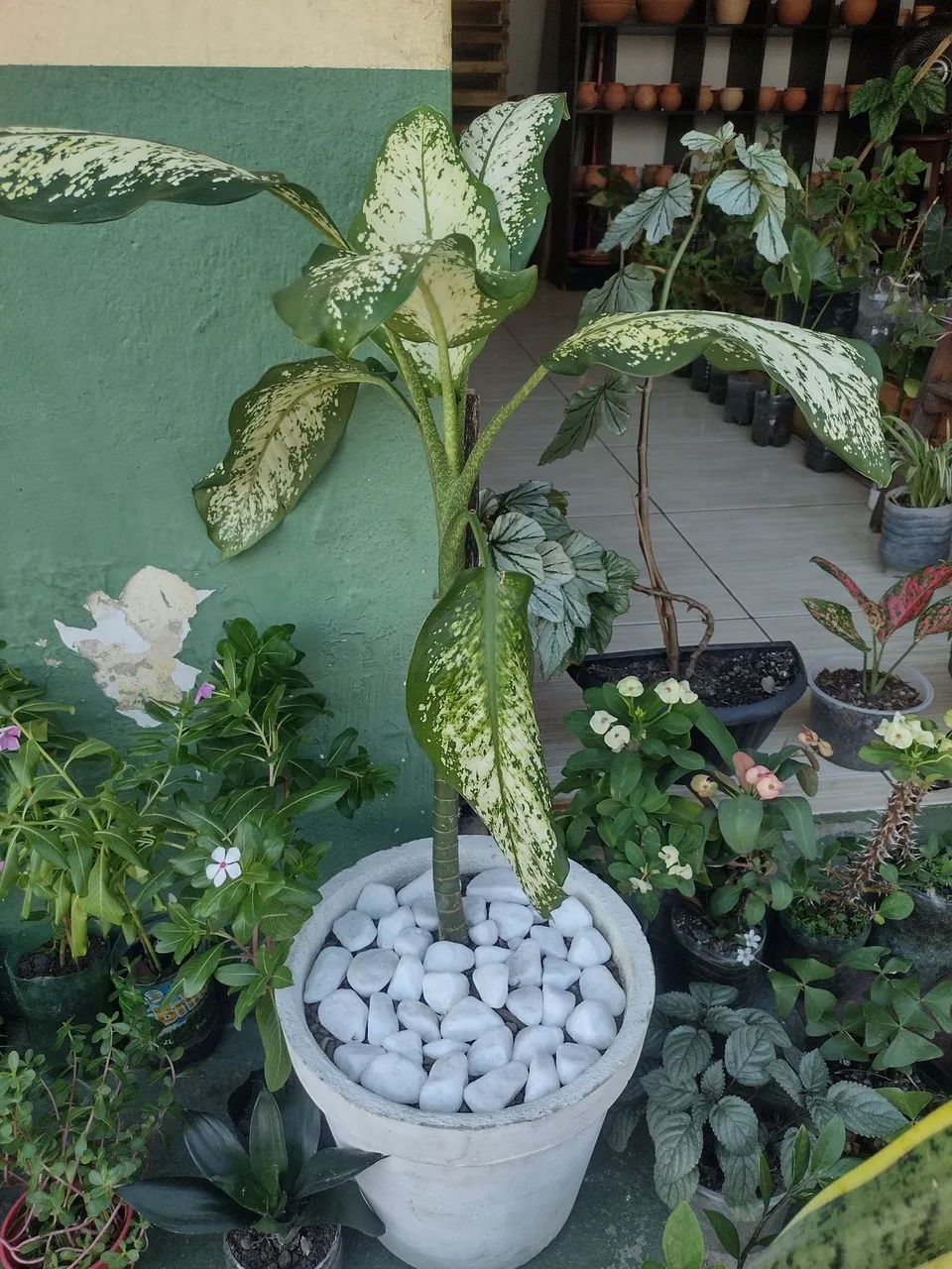 Plantas de sol