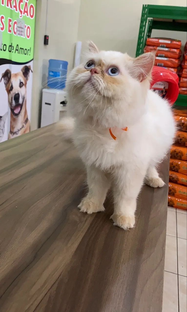 Gata persa 3 anos  - Foto 4