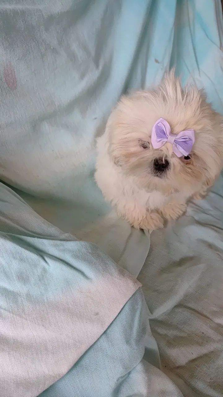 Shih tzu  - Foto 2