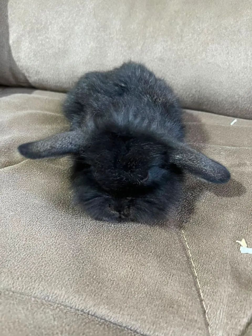 Mini coelho  - Foto 4