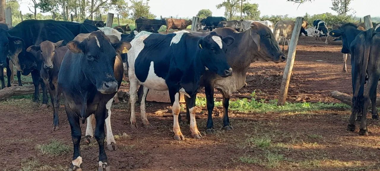 Novilhas e vacas leiteiras  - Foto 2