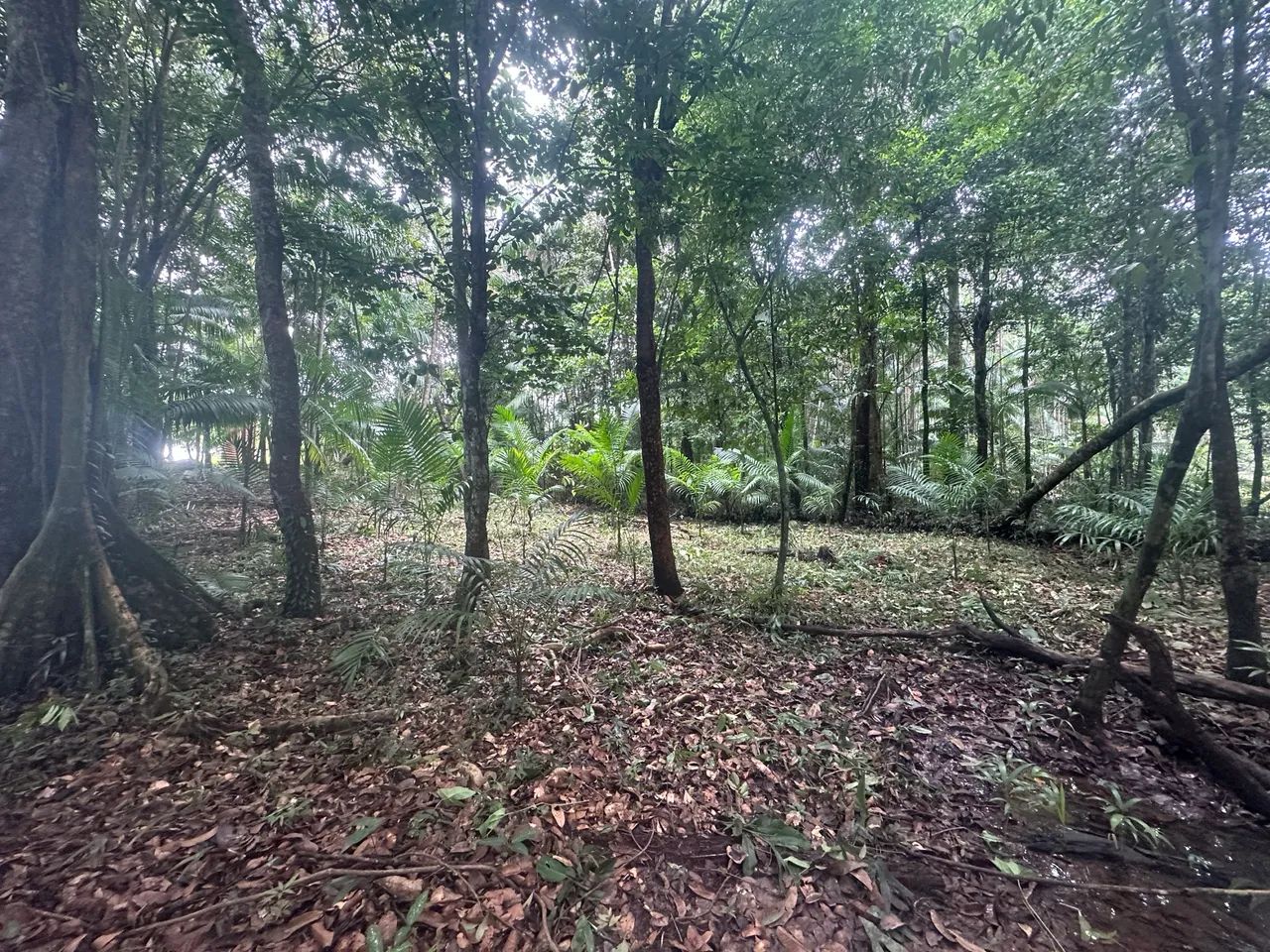 Chácara com Igarapé - Castanhal 1.436m2 - Foto 3