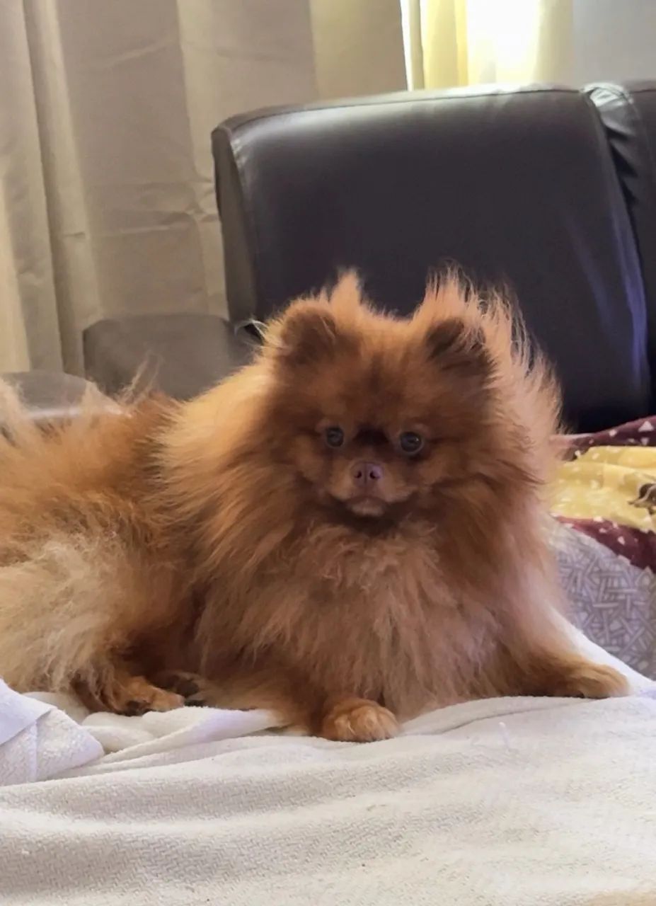 Spitz alemão macho  - Foto 4