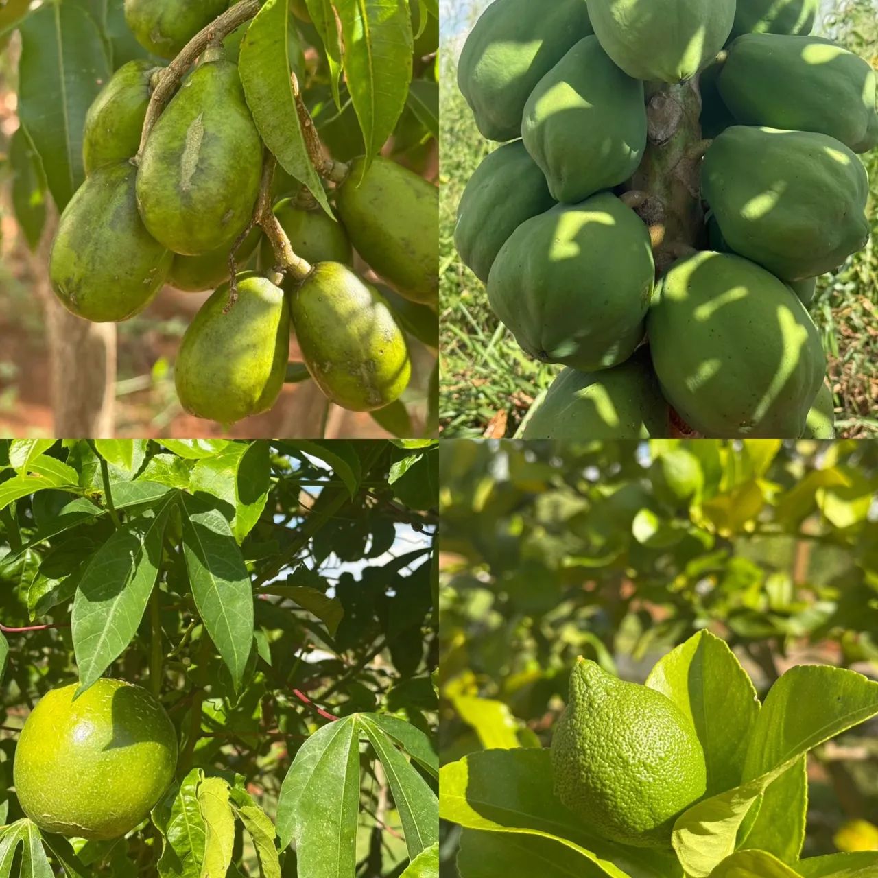 Chácara em piracanjuba 6.000m2 (Aceita troca) - Foto 3