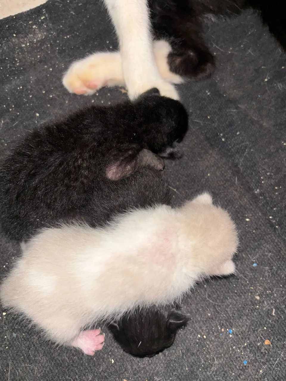Adoção  - Foto 2