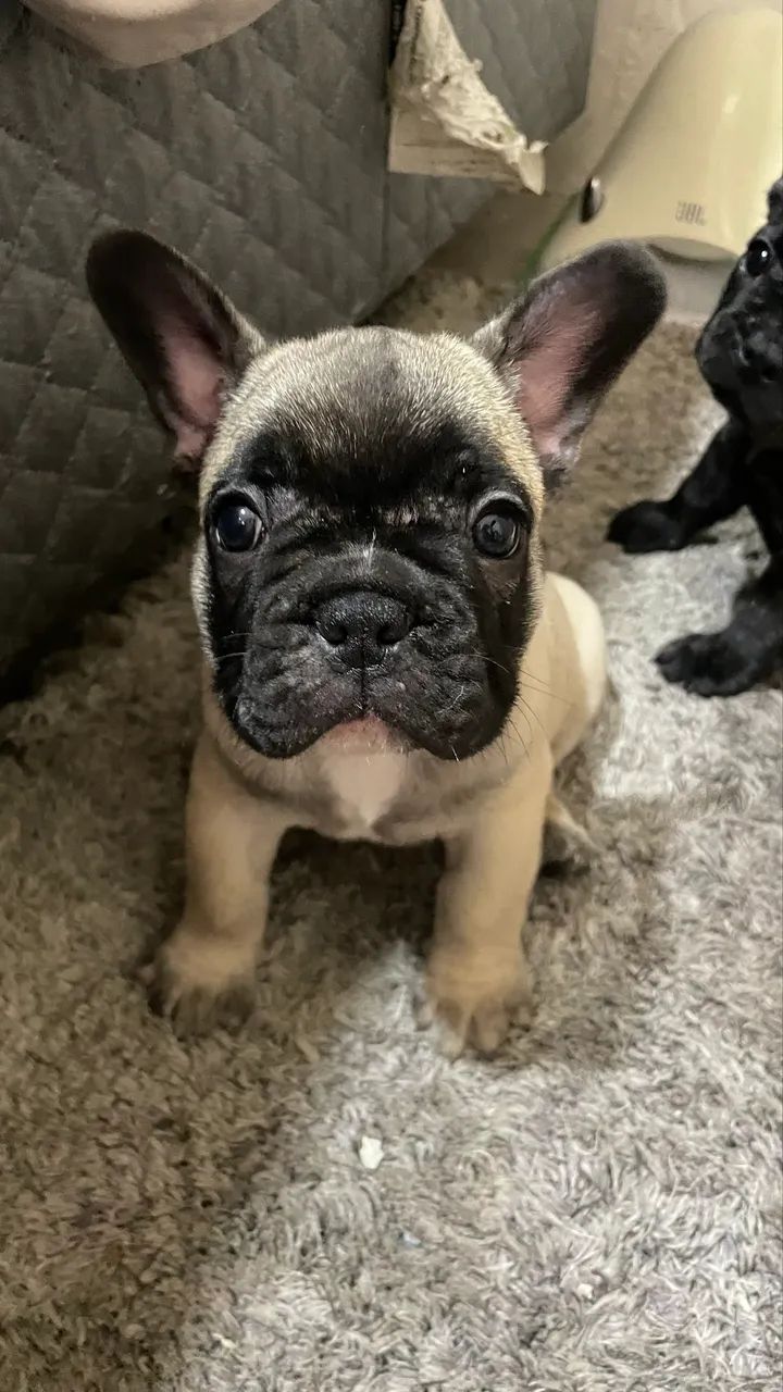 Bulldog francês  - Foto 3