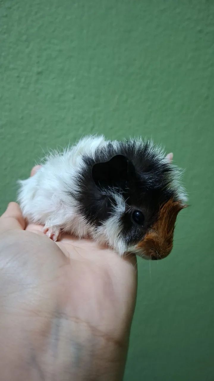 Porquinha da Índia Abissinio 