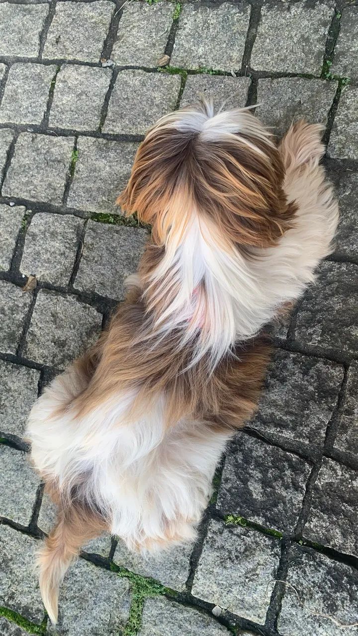 Vende-se shuzu idade 2 anos e 7 mês macho ele é muito carinhoso  - Foto 3
