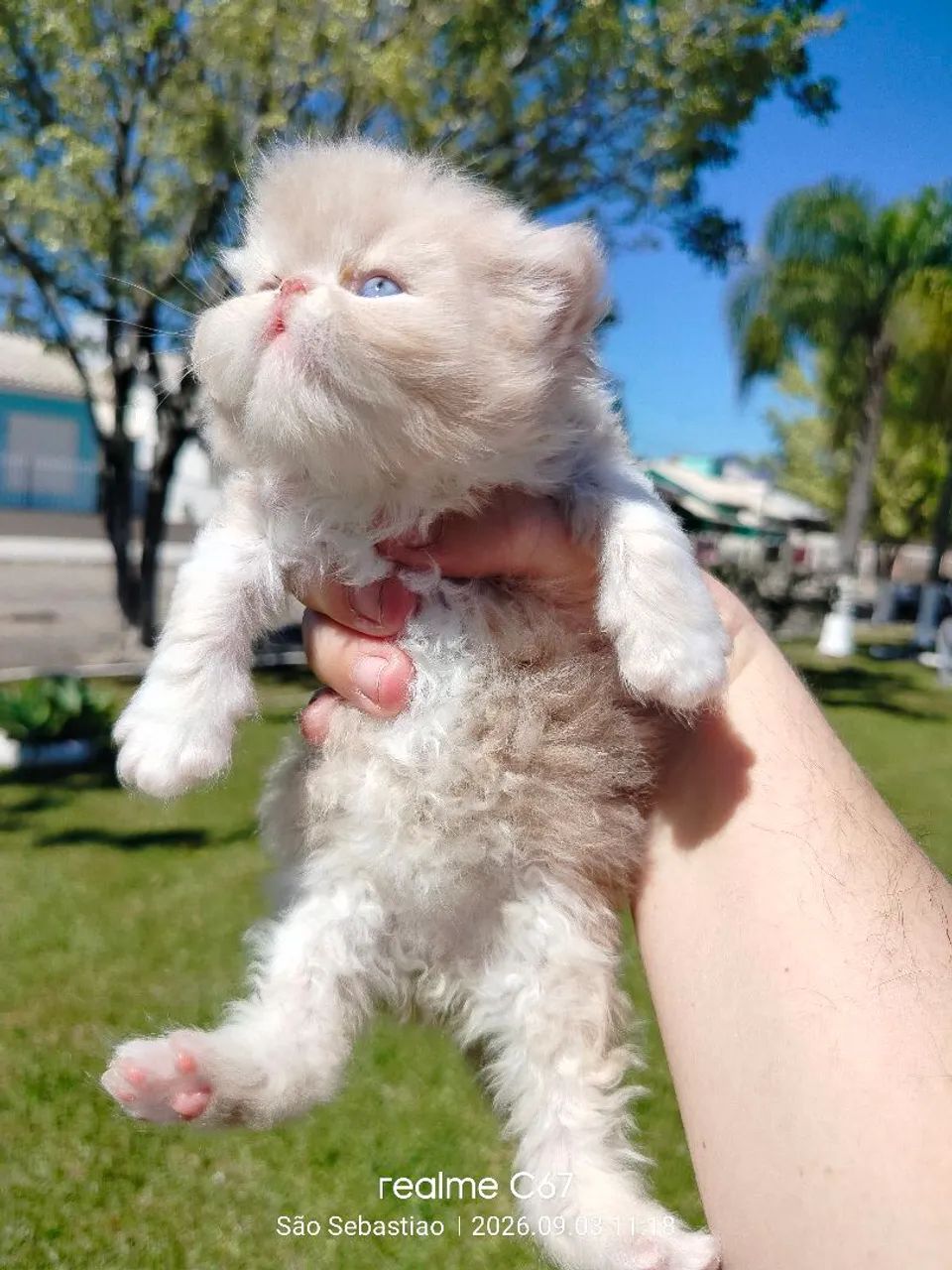 GATO PERSA TOP SHOW 