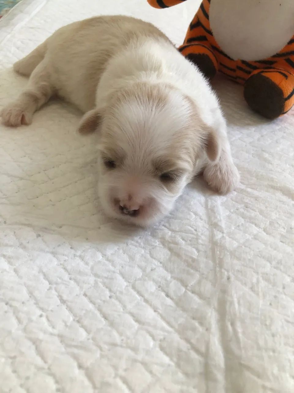 Lhasa apso - Foto 4