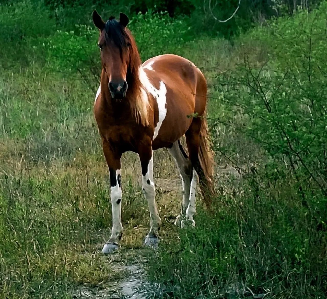 Égua pampa - Foto 2