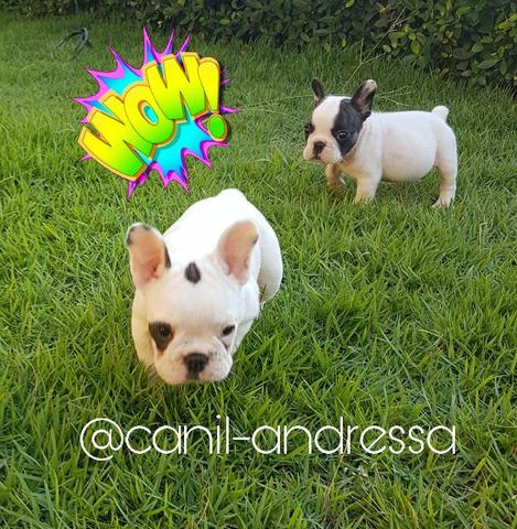 Bulldog francês de procedência