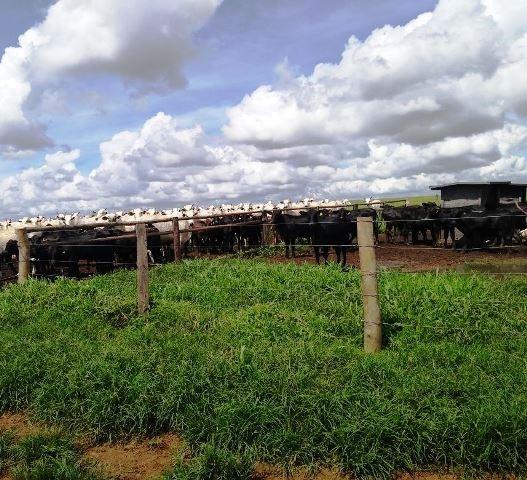 Fazenda 7900 ha Alta Floresta MT - Foto 5
