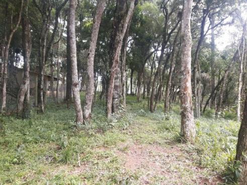 São José dos Pinhais - Chácara c/ 2328m² em condomínio fechado próx. BR 277 - Foto 13