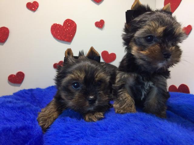 Yorkshire terrier mini disponível