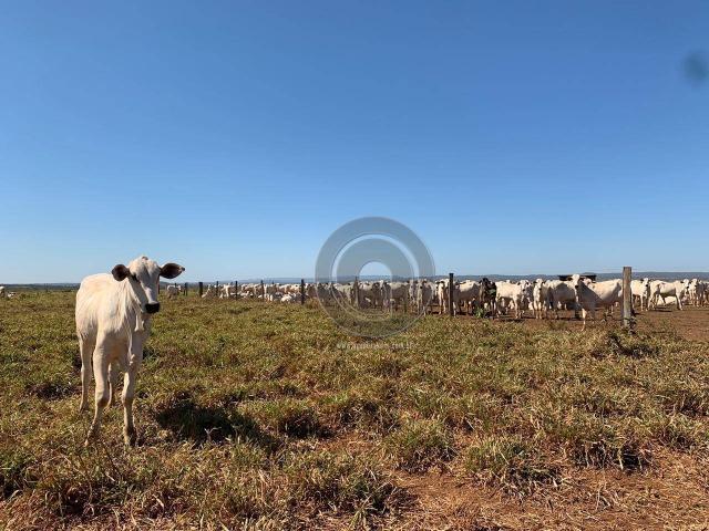 Fazenda 700 ha região do manso - Foto 16