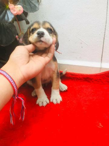 Beagle Fêmea Tricolor