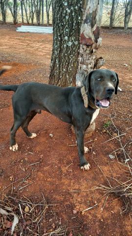 Filhotes Dogue Alemão - Foto 2