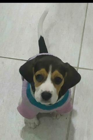 Filhote de Beagle "Fêmea" 13 polegadas - Foto 2