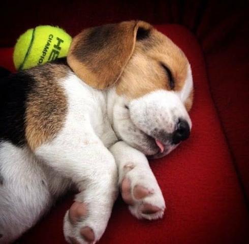 Mini Beagle Femea para companhia - Foto 2