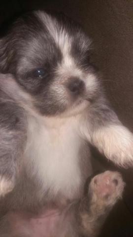 Venda de cachorro filhote com a primeira doze de vermifugo