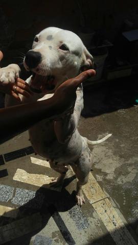 Pitbull femea