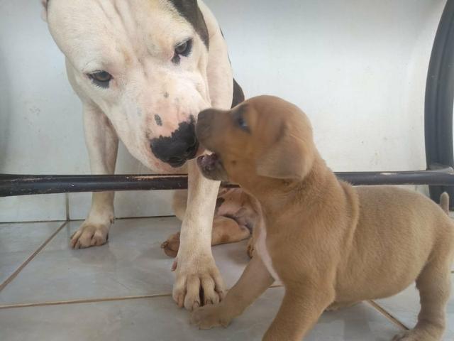PitBull Marrom - Foto 2