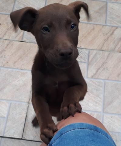 Labradores puro só *
