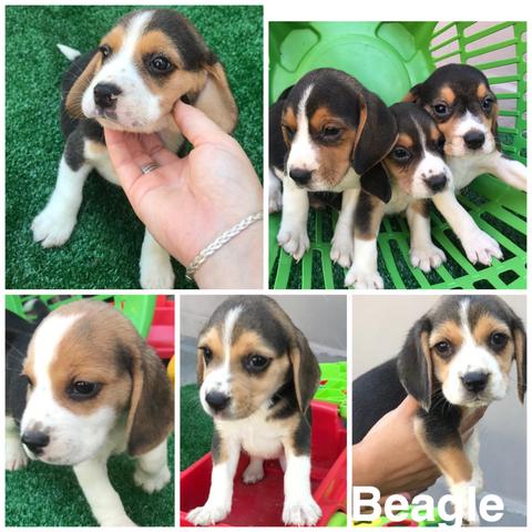 Beagle com pedigree e microchip