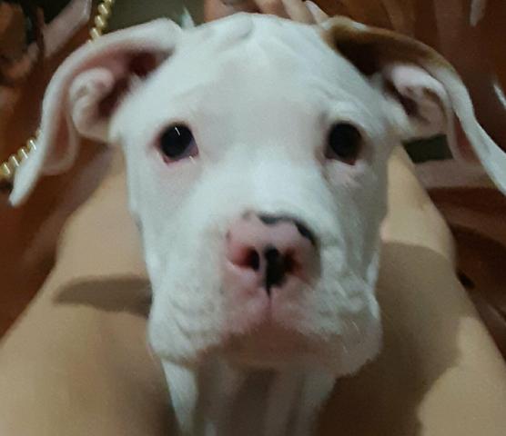 Boxer prime - Foto 2
