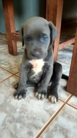 Filhotes Dogue Alemão