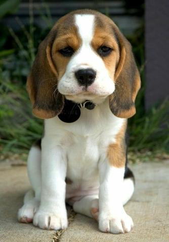 Filhote de Beagle macho já vacinado e vermifugado