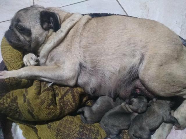Pug fêmea - Foto 3