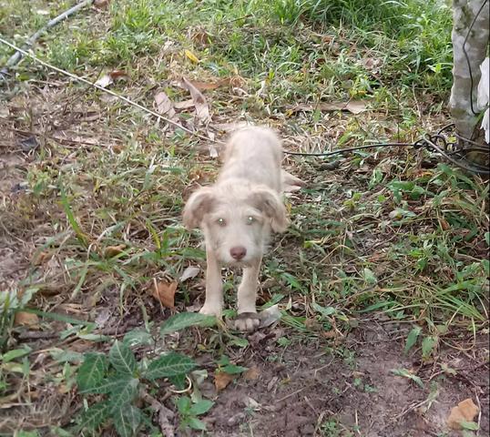 Doação desse poodle mestiço - Foto 3