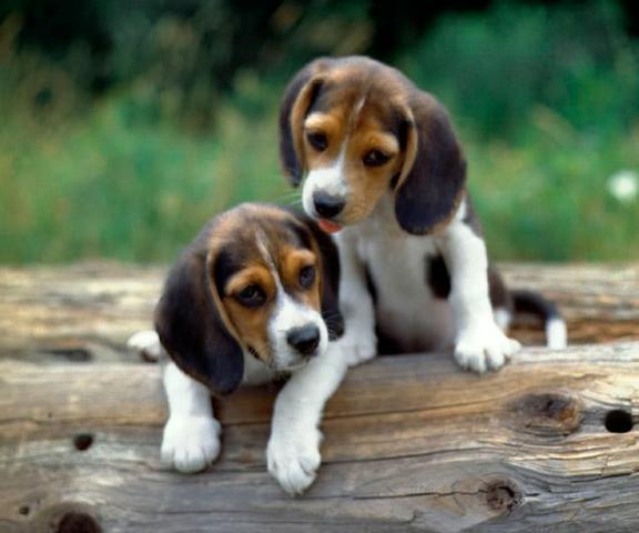 Beagle chamar no what's para informações *