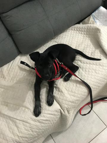 Cachorro fêmea super amorosa e brincalhona - Foto 2