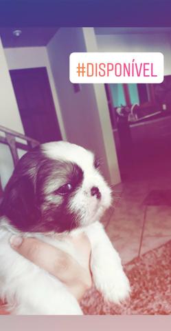Shih tzu puro